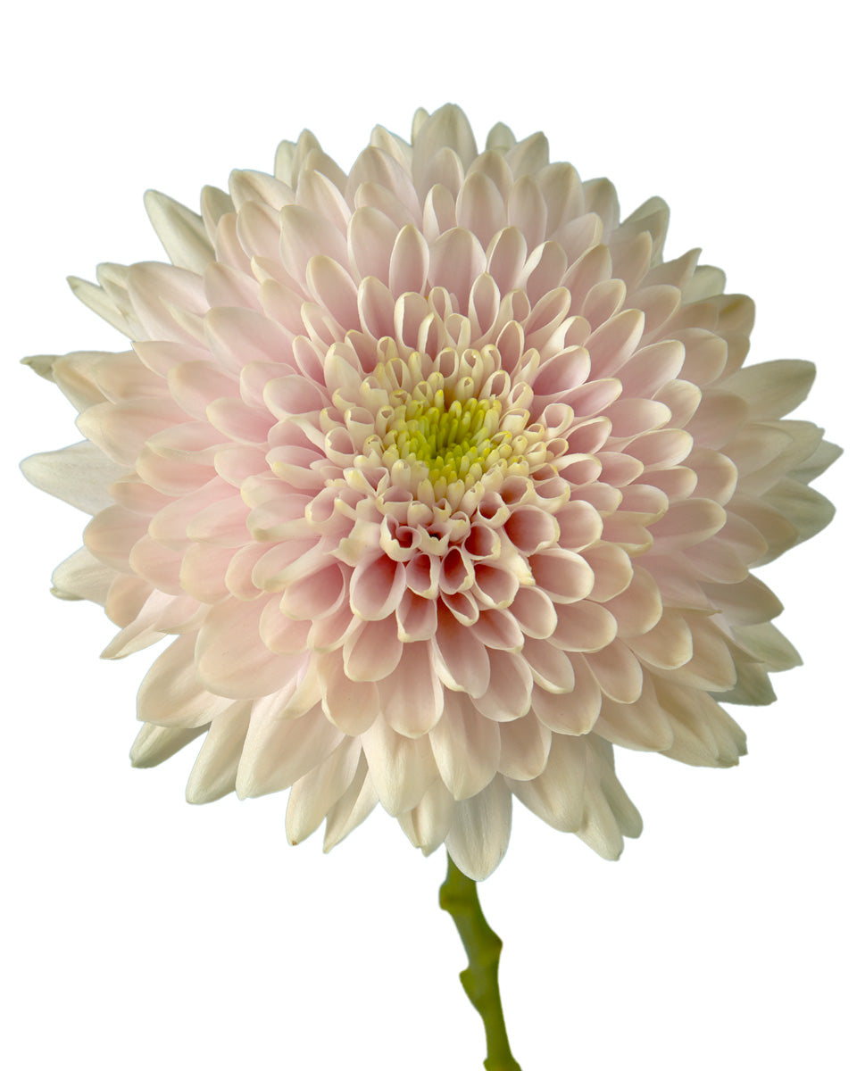 Romancero Cremon Chrysanthemum Mother's Day