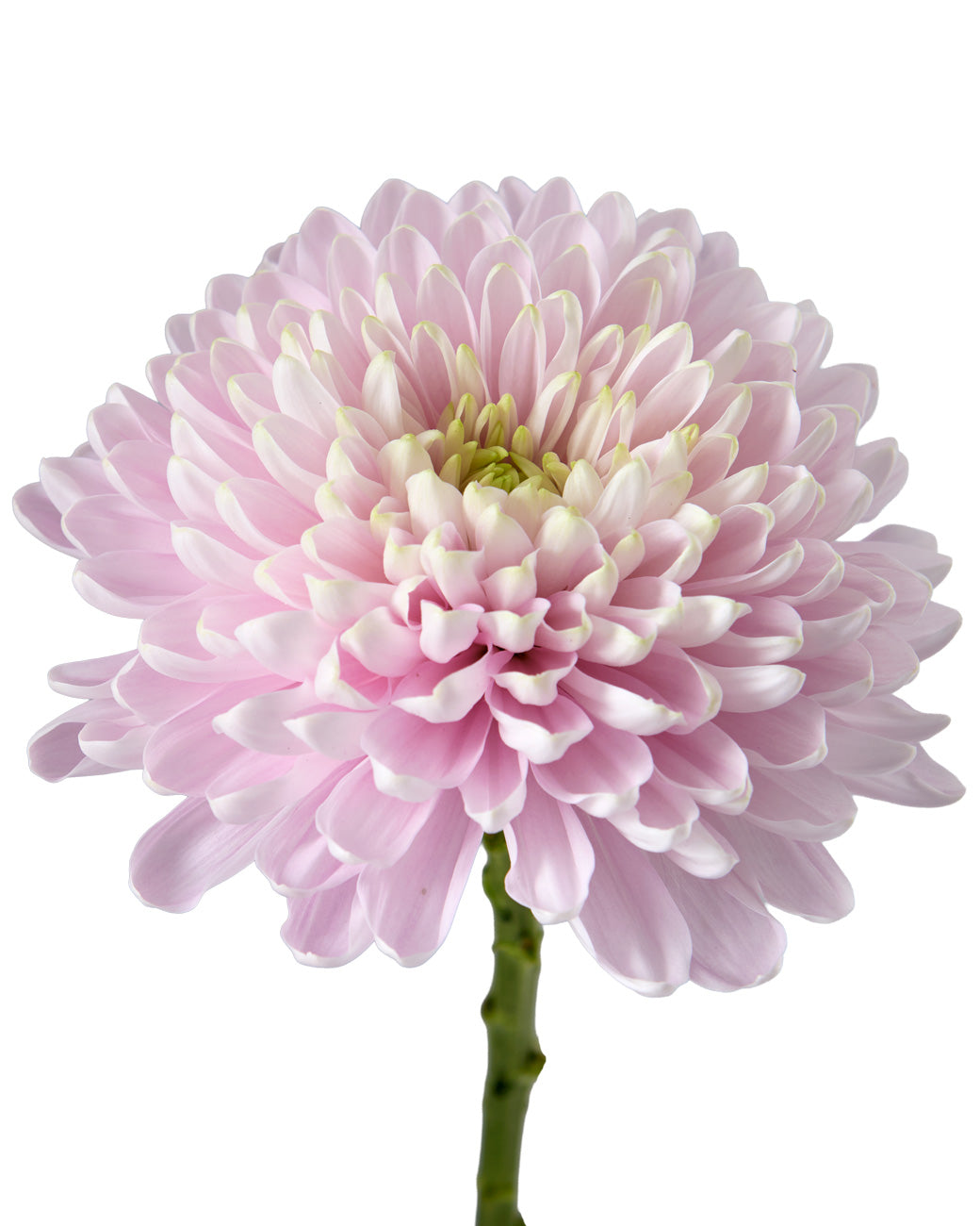 Rosano (pink) Cremon Chrysanthemum