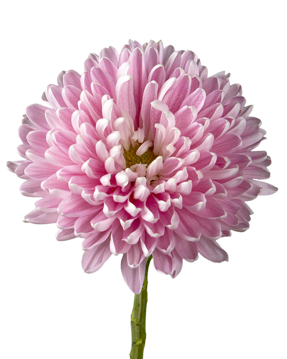 Rosano Dark Cremon Chrysanthemum Mother's Day