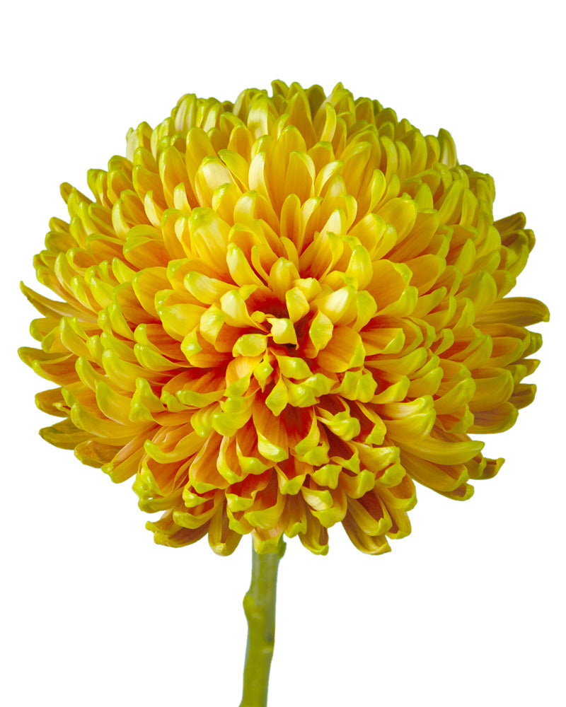 Rosano Elizabeth Cremon Chrysanthemum