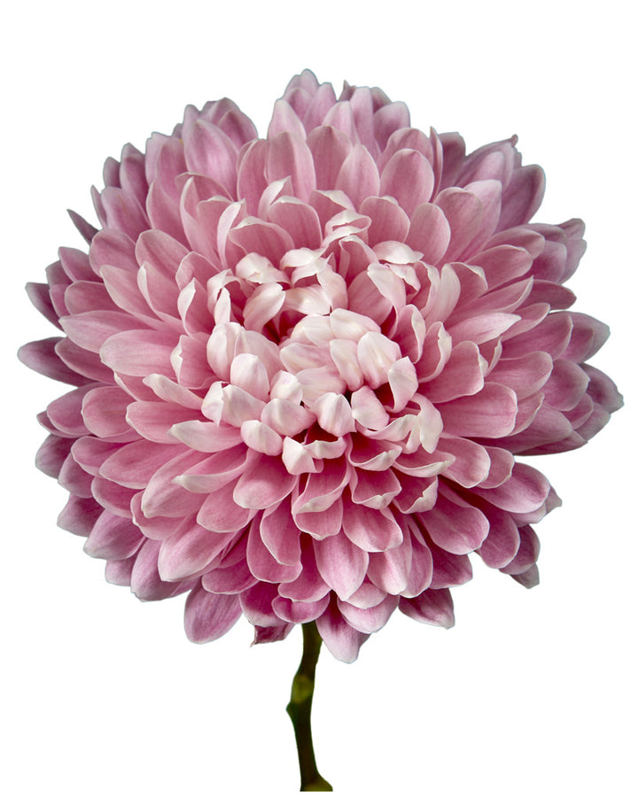 Salmon Pink Cremon Chrysanthemum Valentine's Days