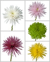 Spider Chrysanthemum Assorted Box (Colombia)