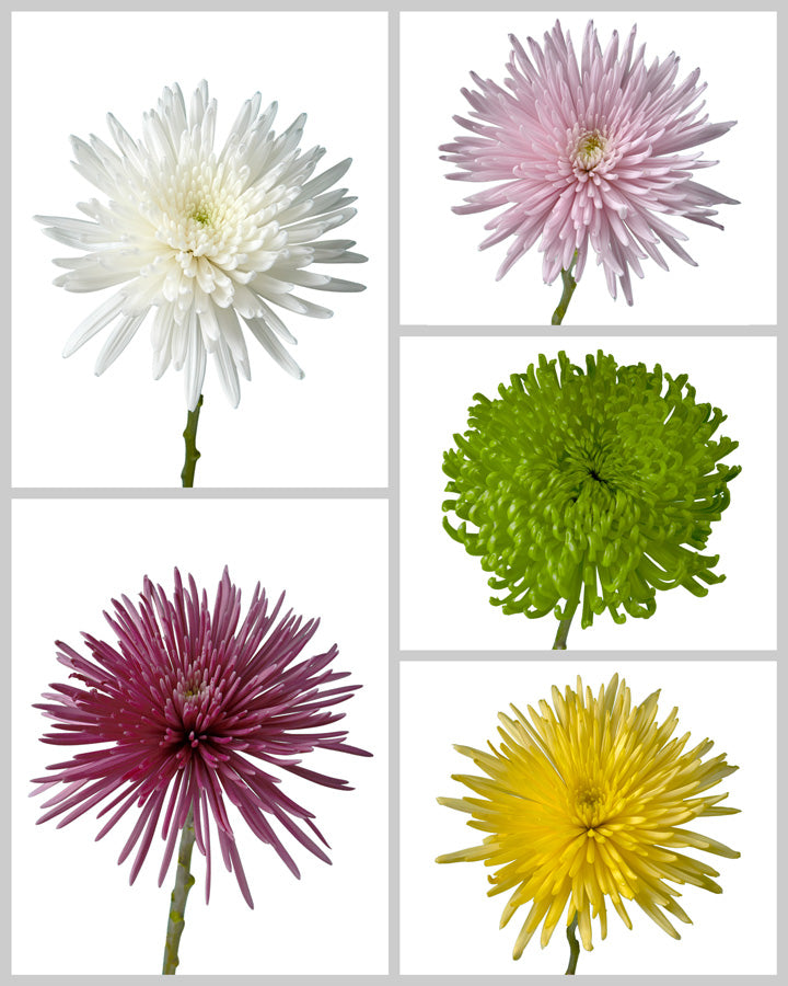 Spider Chrysanthemum Assorted Box (Colombia)