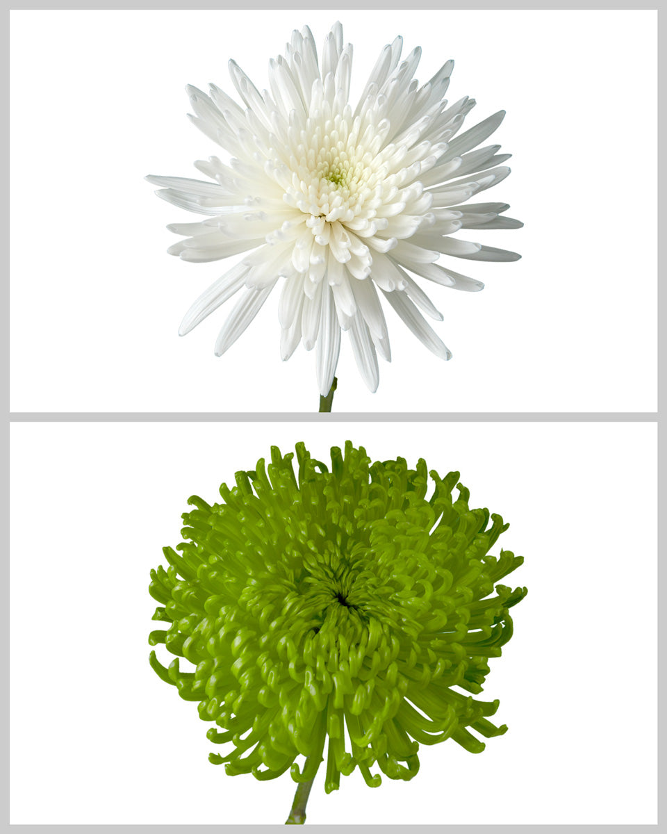 Spider Chrysanthemum Holiday Assorted Box (Colombia)