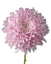 Super Magnum Rosy Chrysanthemum