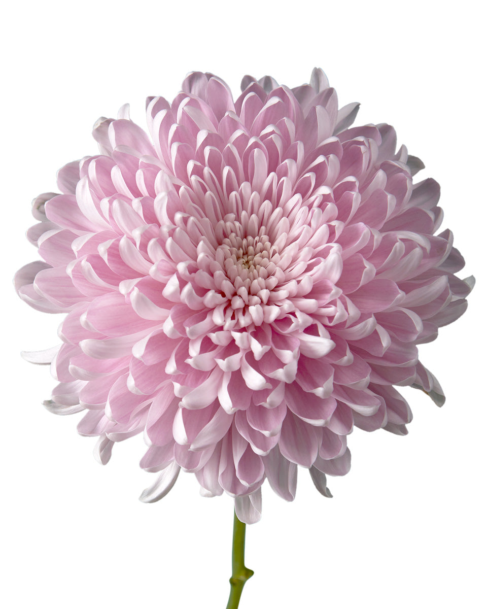 Super Magnum Rosy Chrysanthemum Valentine Day