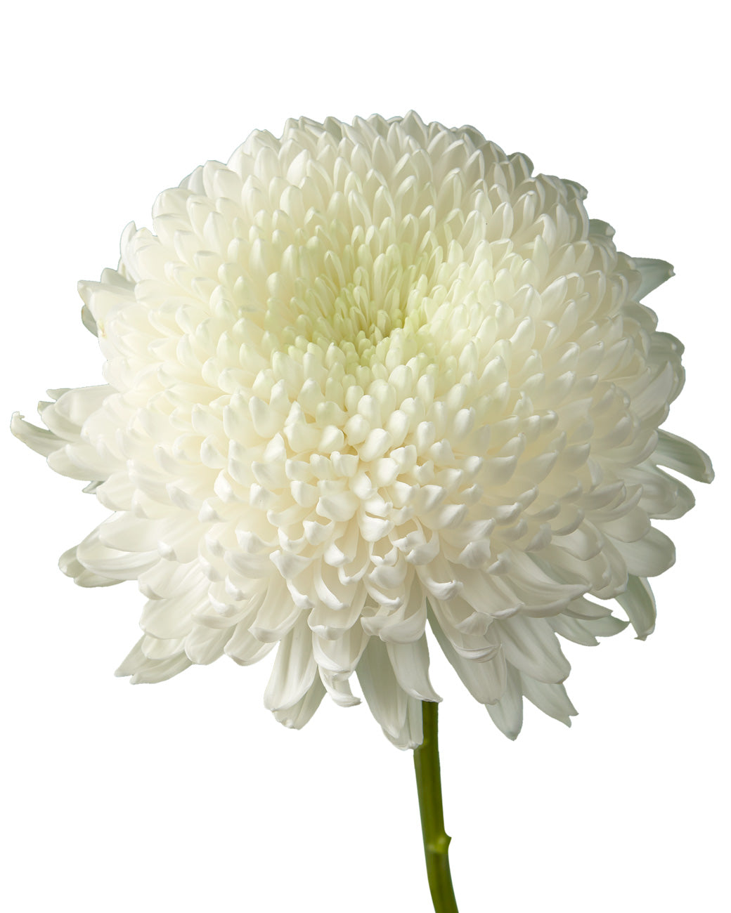 Super Magnum White Chrysanthemum Valentine Day