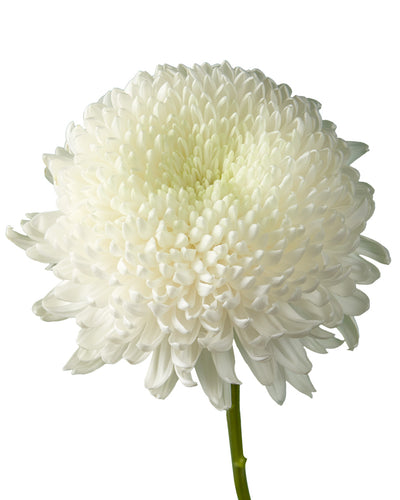 Super Magnum White Chrysanthemum