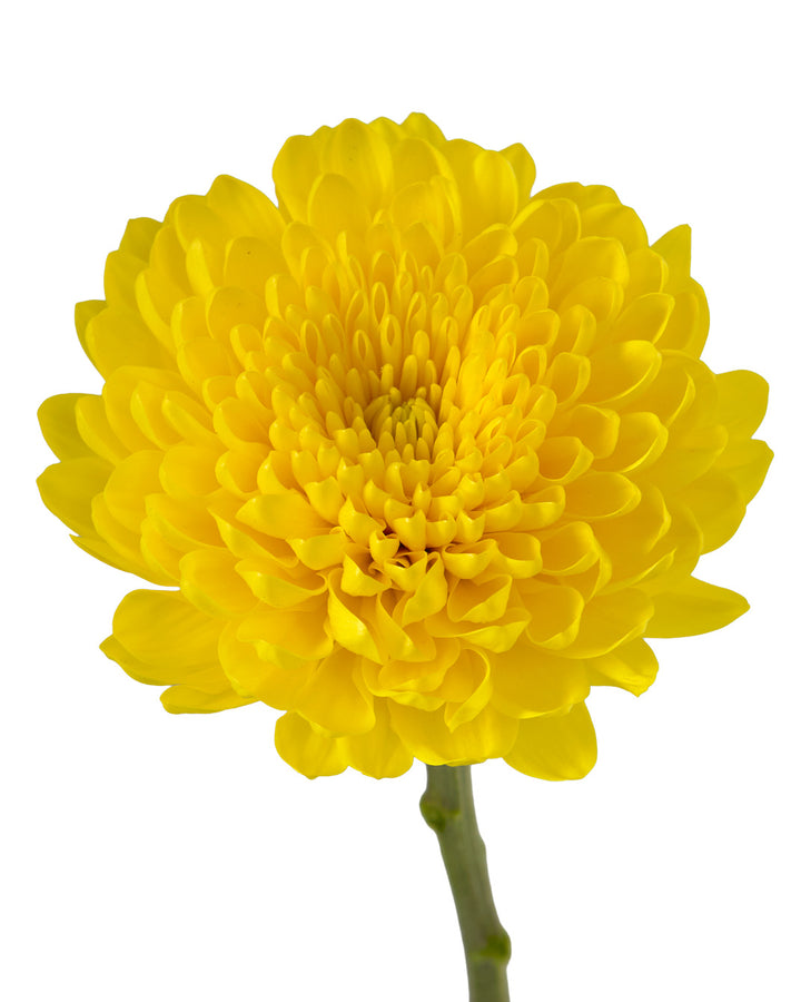 Vasole Cremon Chrysanthemum