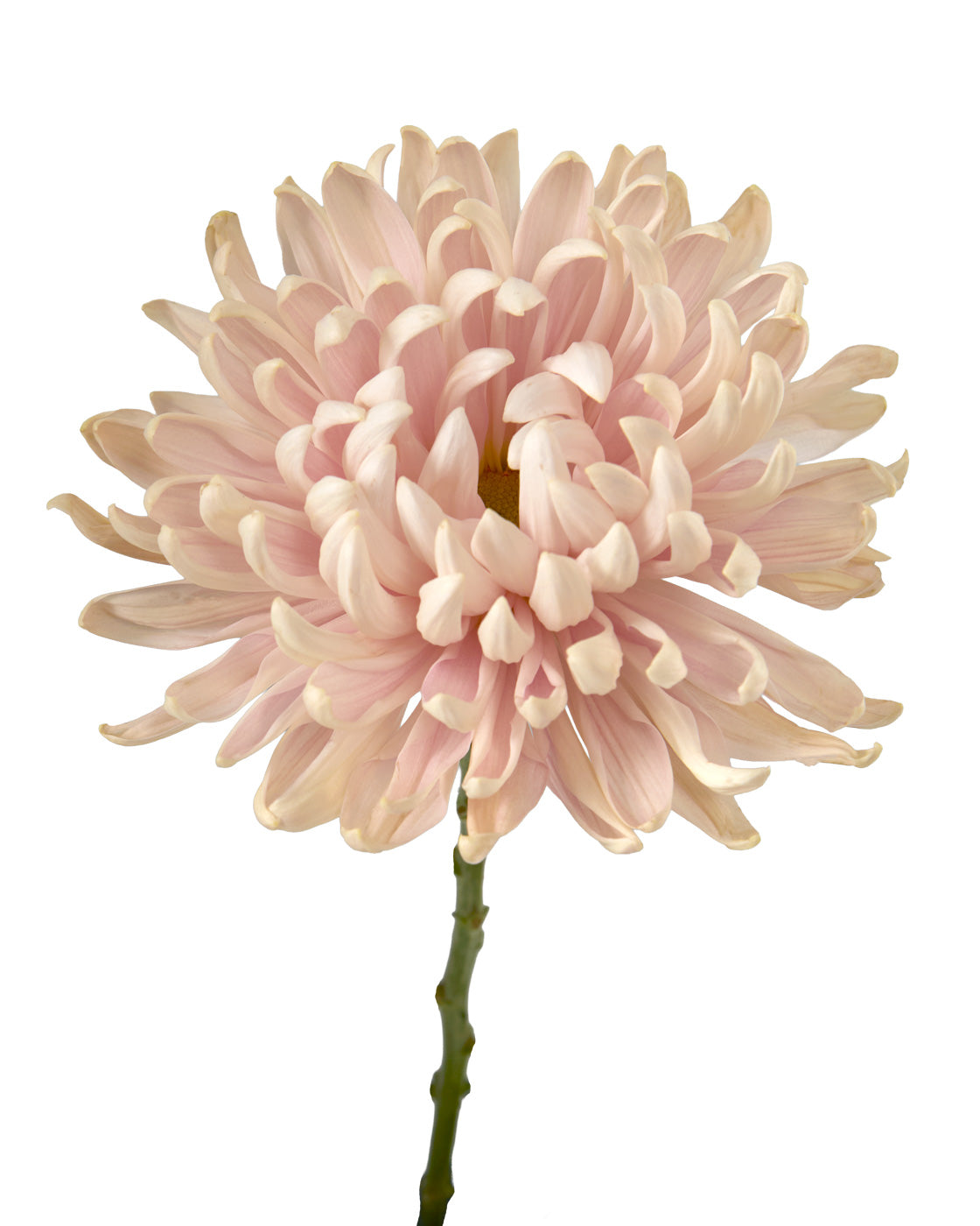 Vintage Chrysanthemum