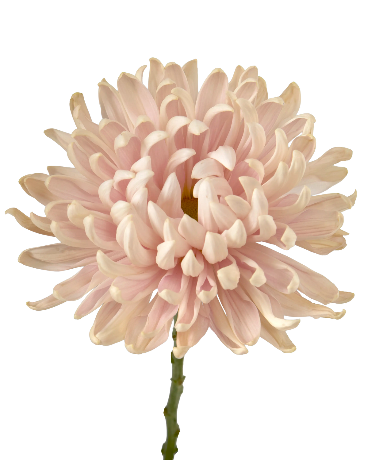Vintage Chrysanthemum