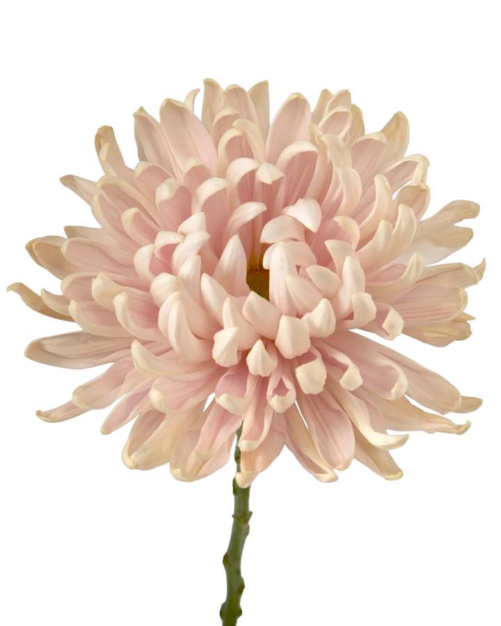 Vintage Chrysanthemum