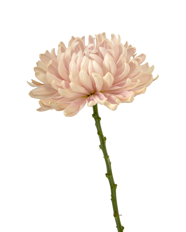 Vintage Chrysanthemum