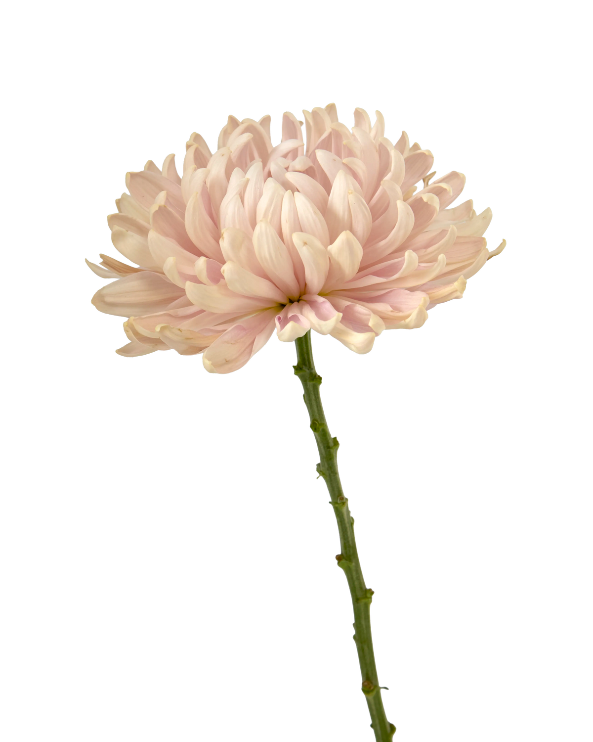 Vintage Chrysanthemum