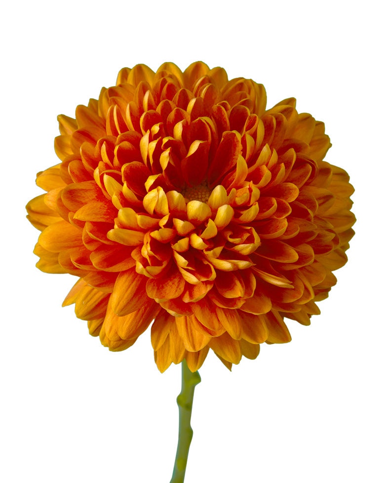 Virginia Cremon Chrysanthemum