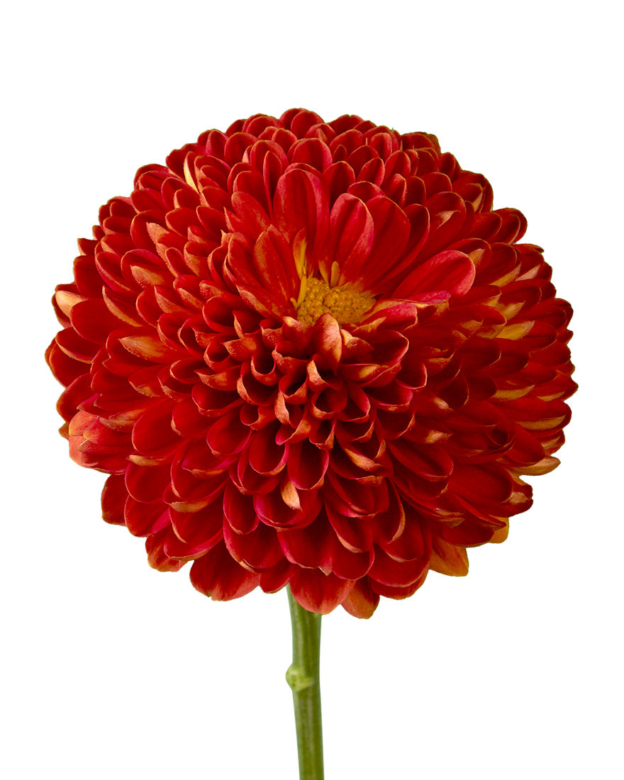 Virginia Red Cremon Chrysanthemum