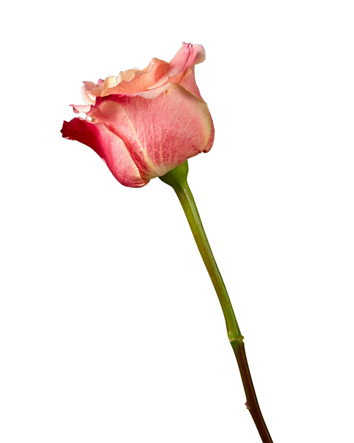 3D Rose