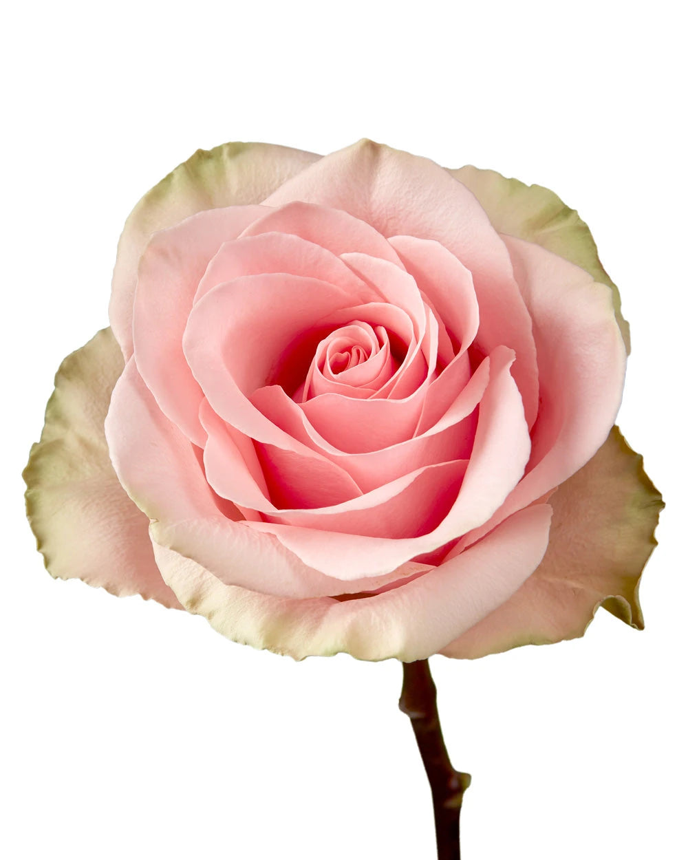 Absolute Pink Roses Wholesale Absolute in Pink Rose | Petaljet