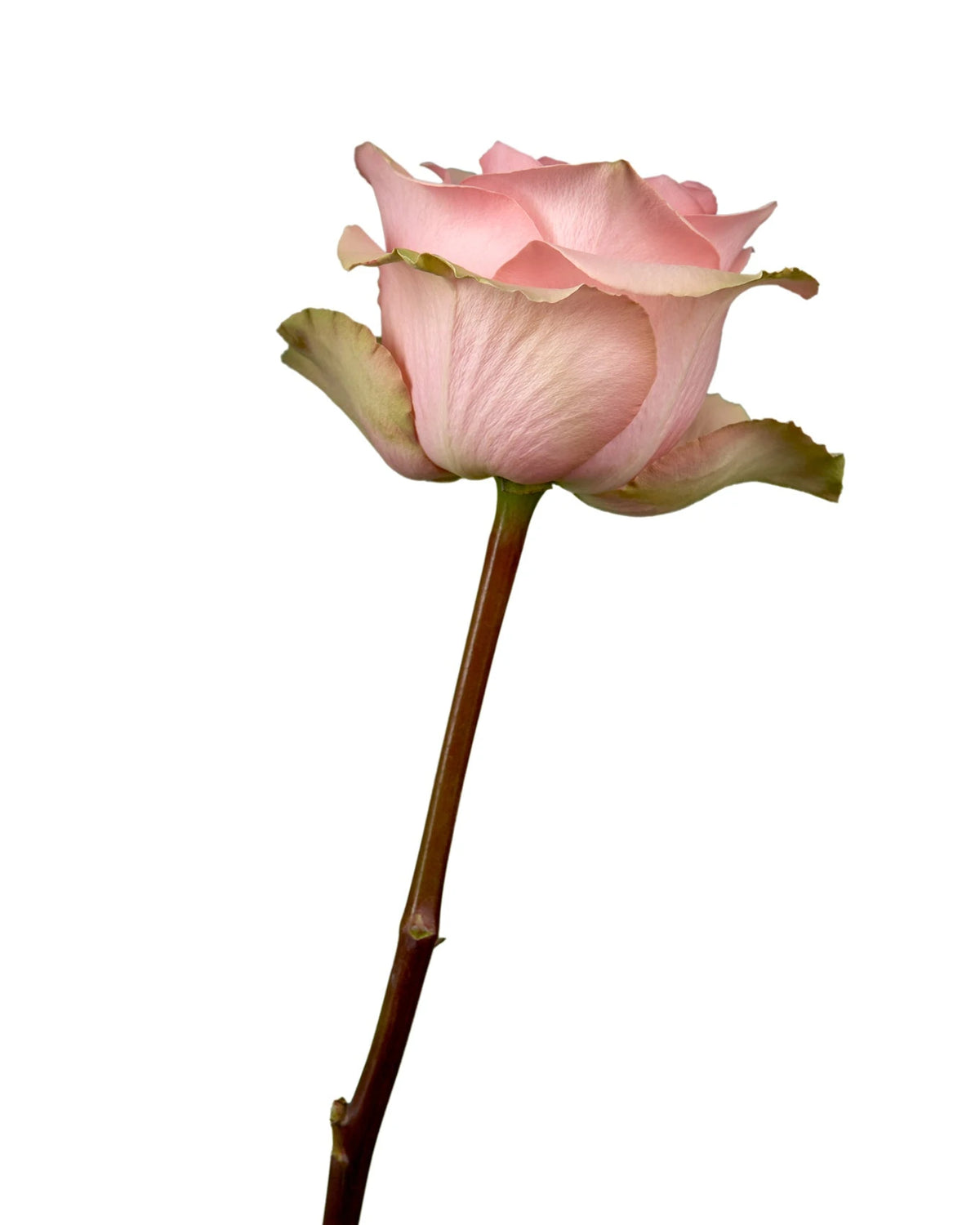 Absolute In Pink Rose