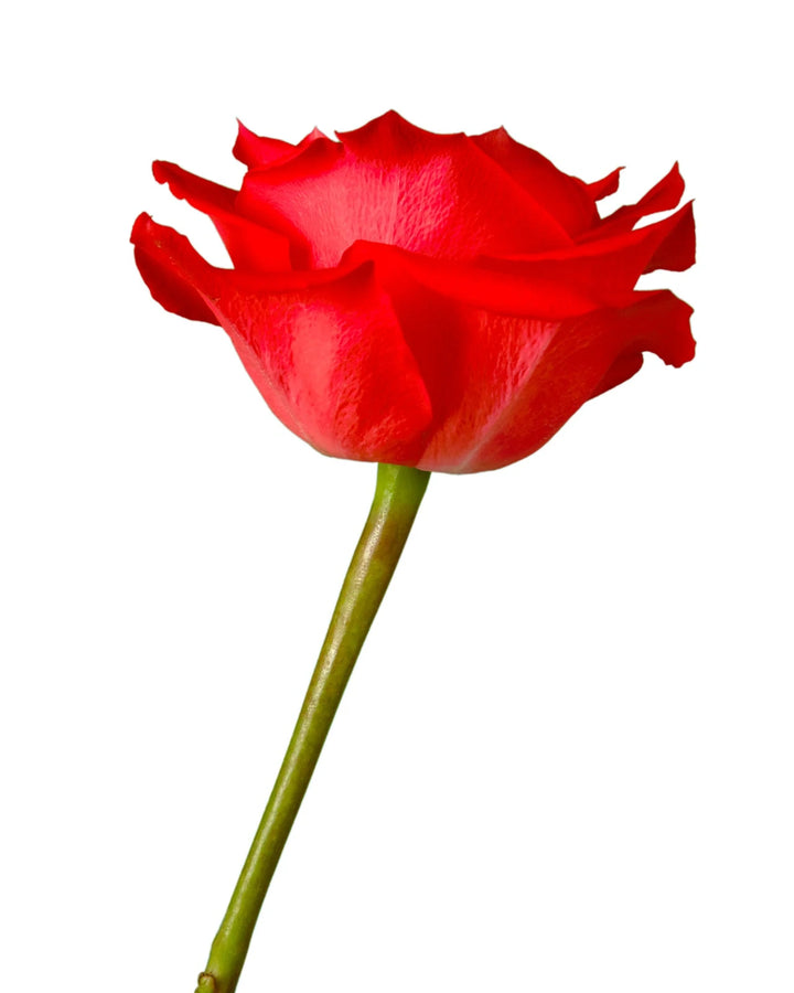Africana Orange Rose