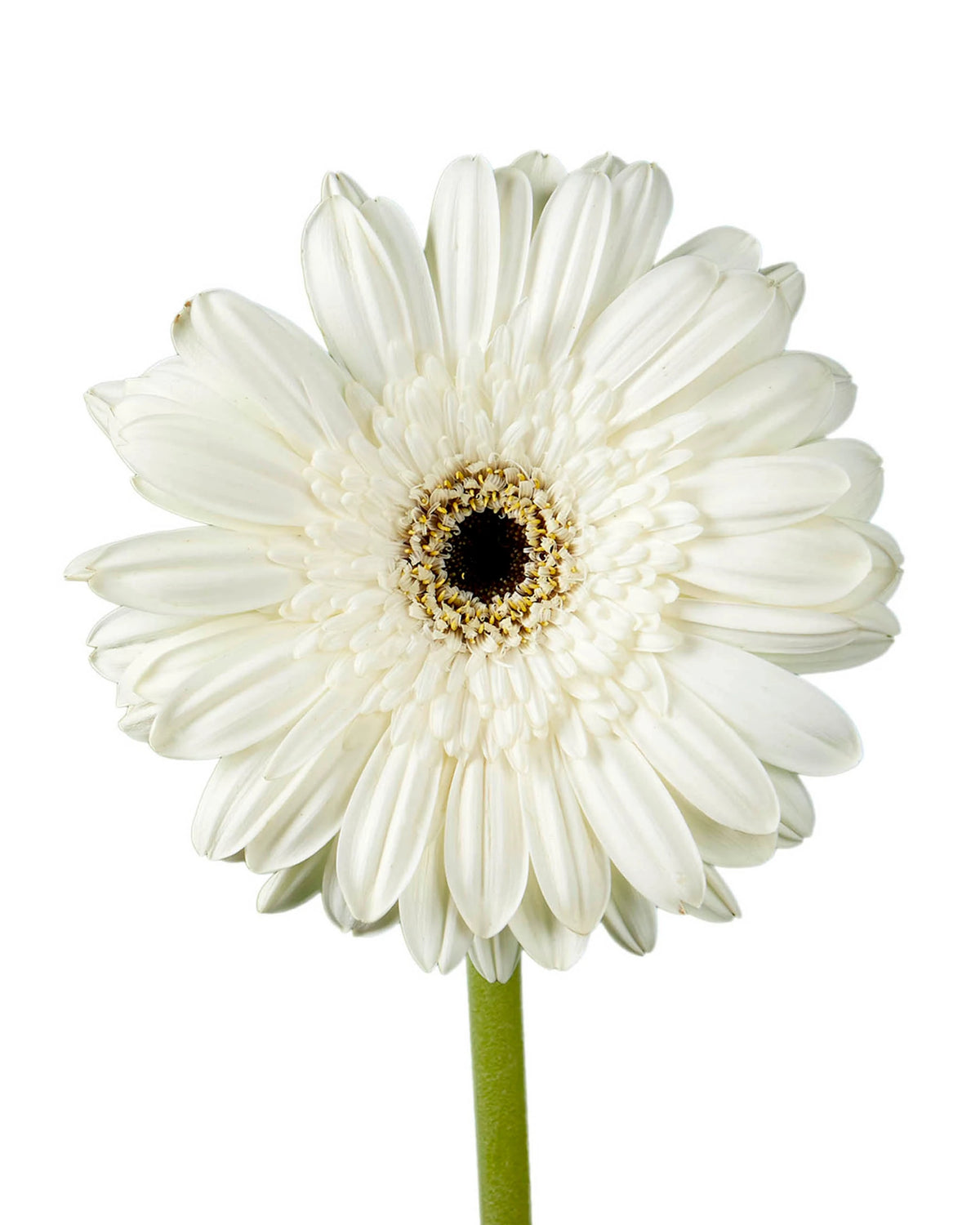 Alarda Jumbo Gerbera Daisy