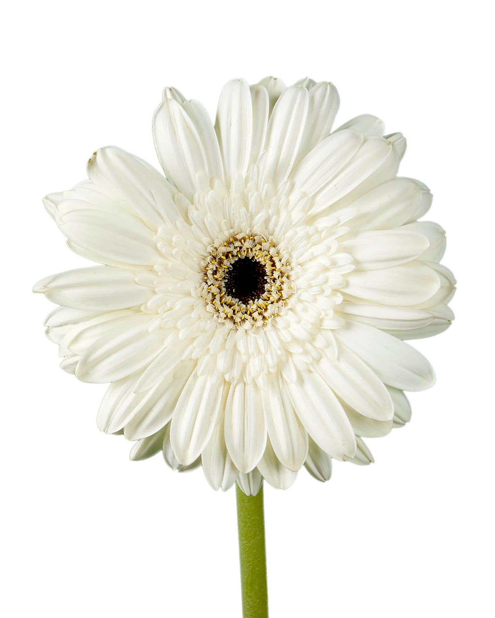 Alarda Jumbo Gerbera Daisy