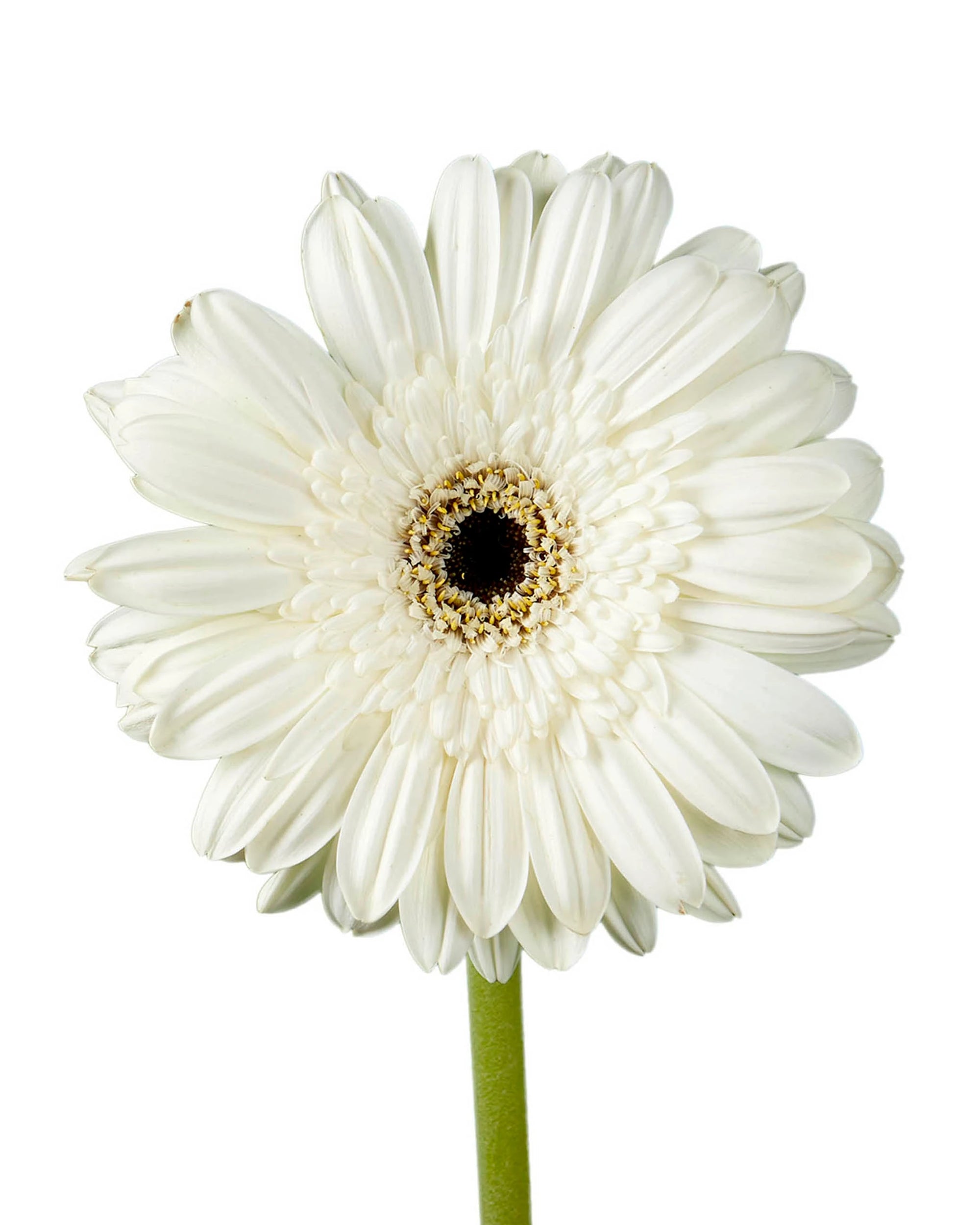 Alarda Jumbo Gerbera Daisy