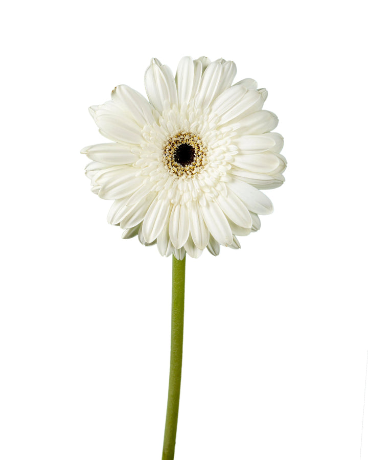 Alarda Jumbo Gerbera Daisy