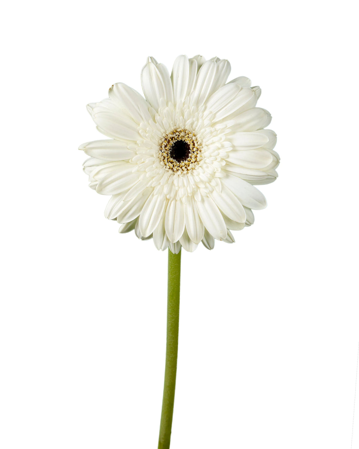 Alarda Jumbo Gerbera Daisy