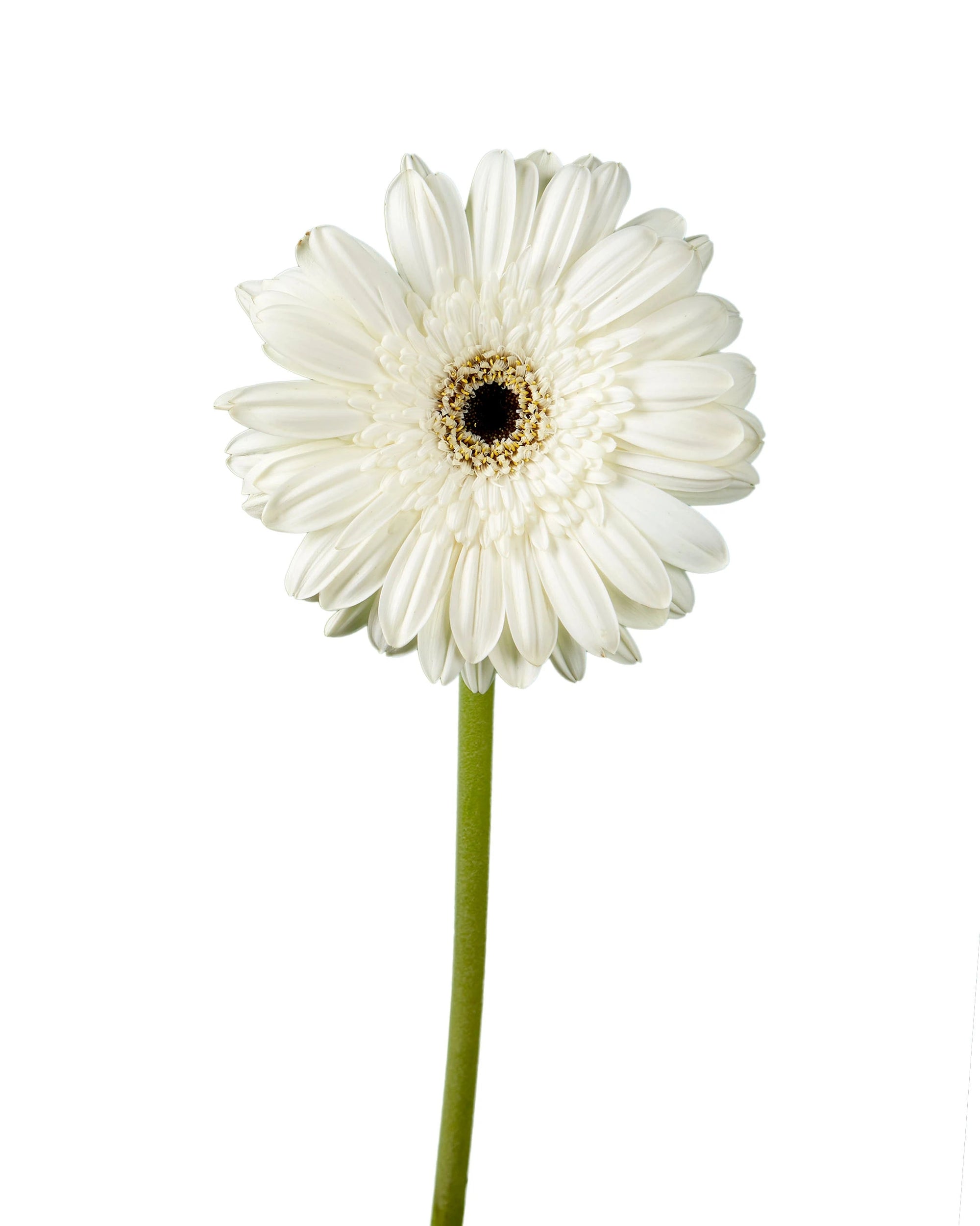 Alarda Jumbo Gerbera Daisy
