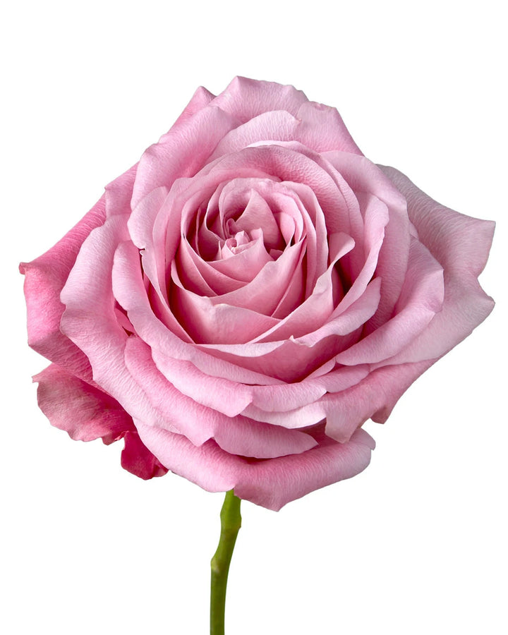 All 4 Love Garden Rose
