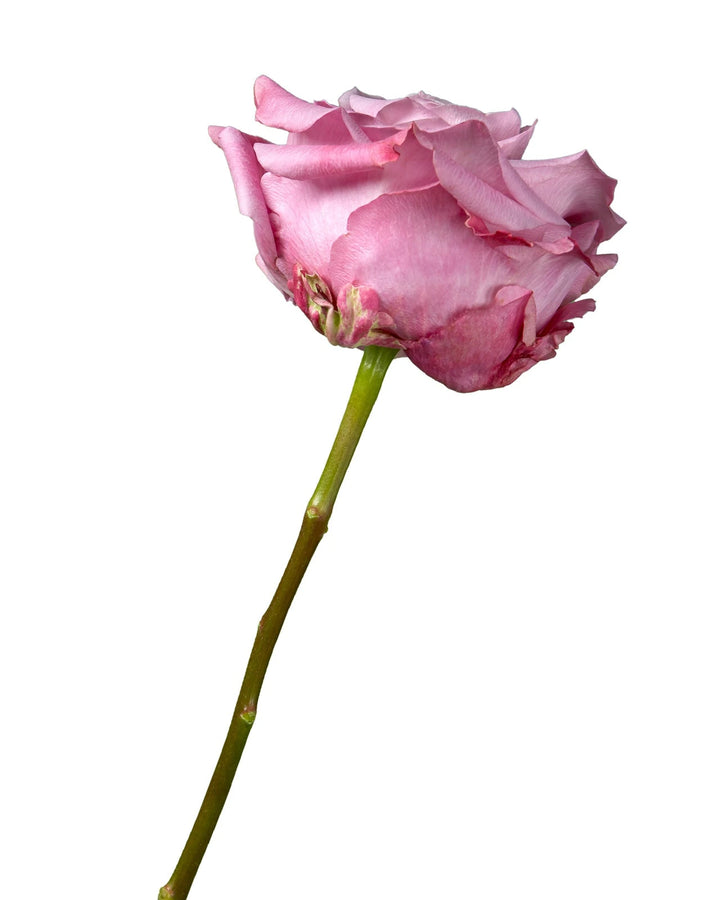 All 4 Love Garden Rose