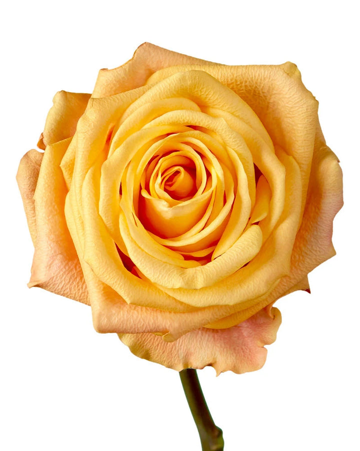 Aloha Rose