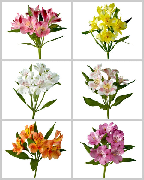 Wholesale Alstroemeria Assorted Box #222 | PetalJet