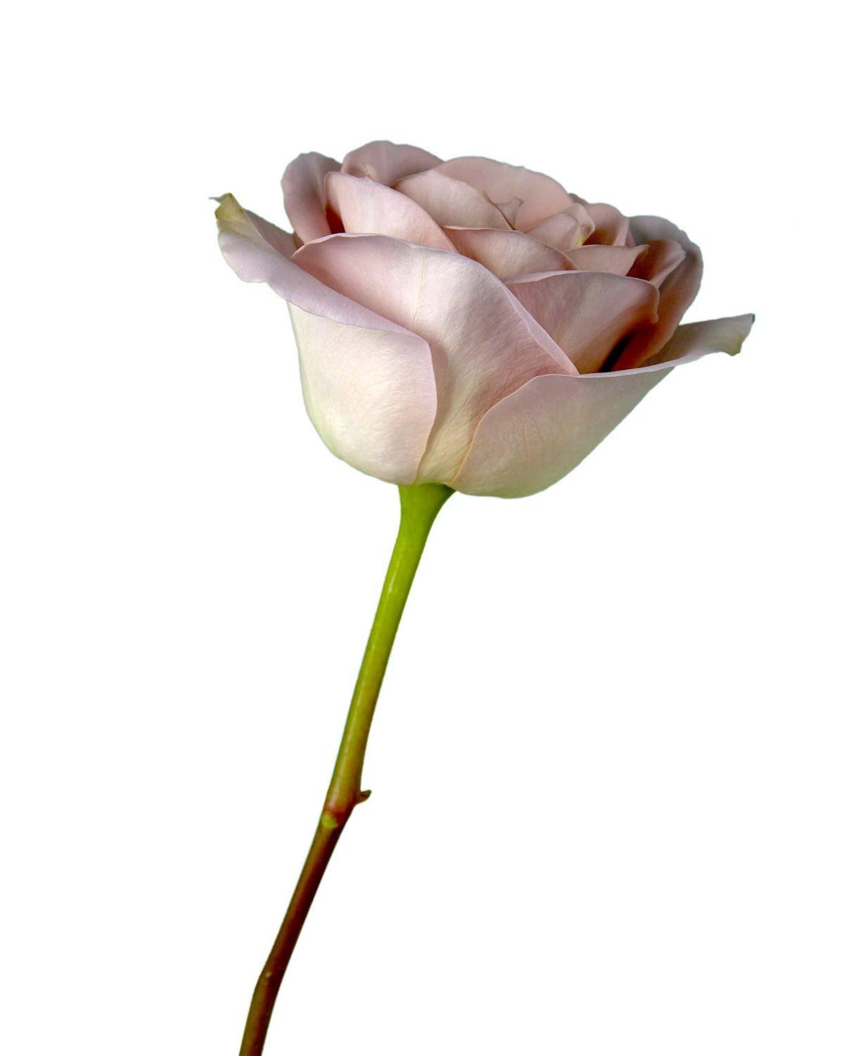 Amnesia Rose
