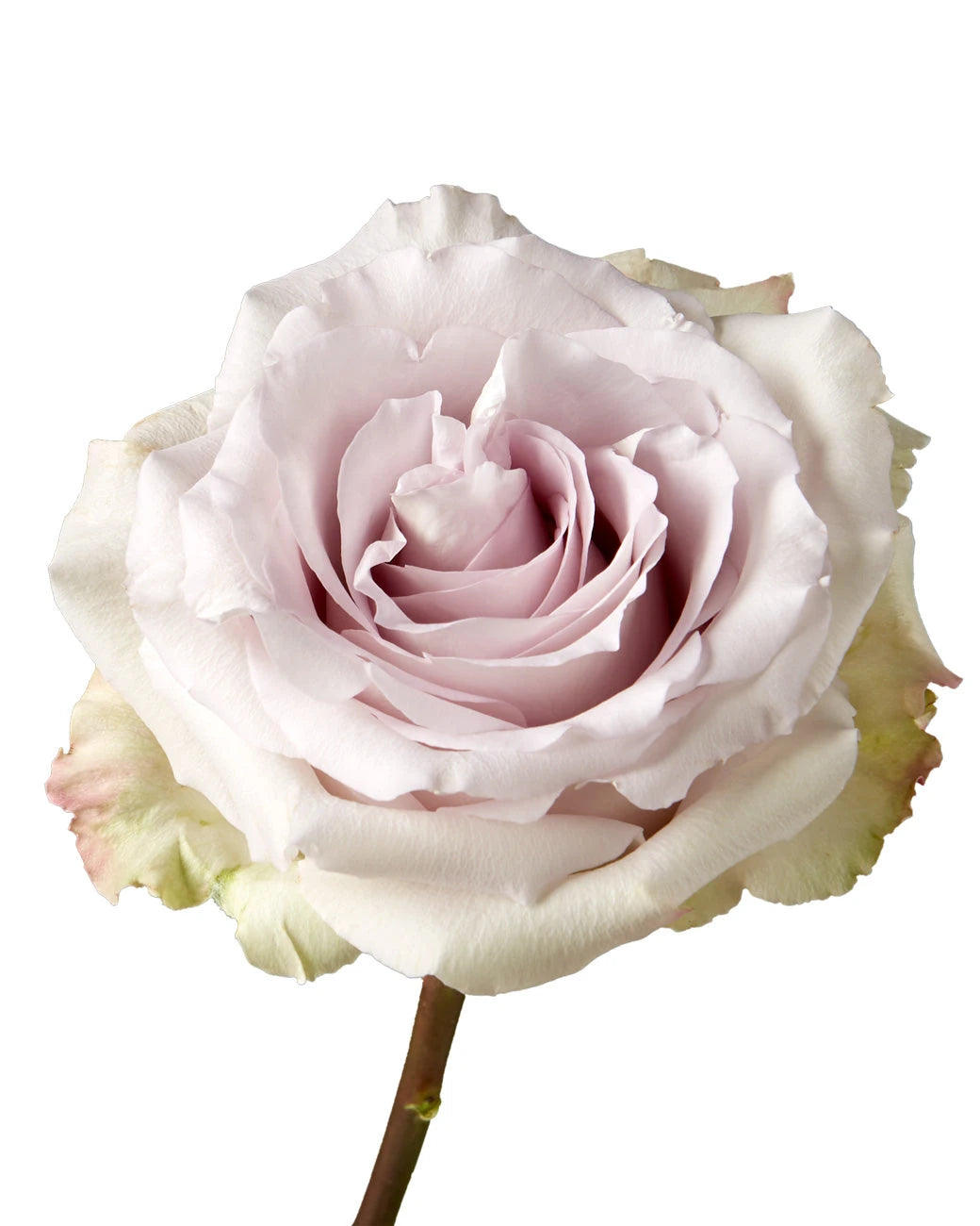 Andrea Rose Valentine Day