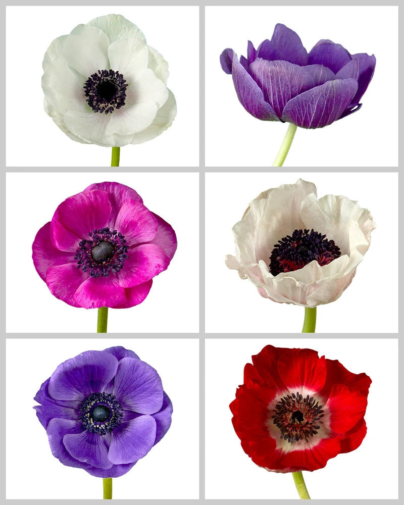 Anemone Assorted Box #604 Valentine's Day