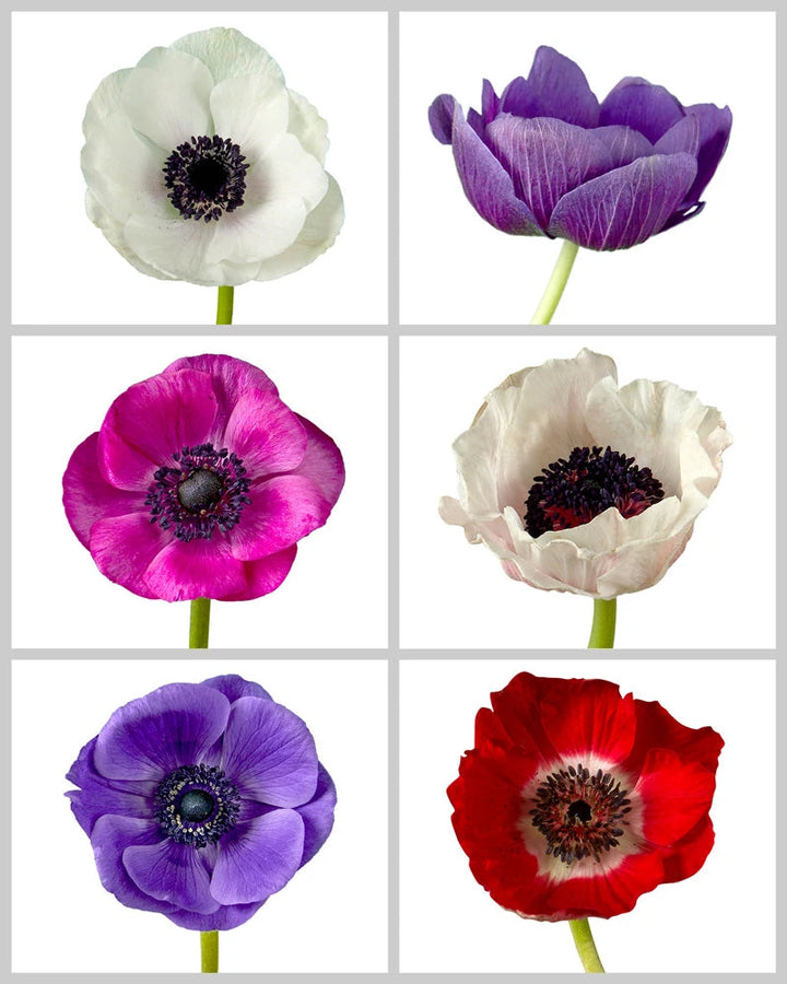 Anemone Assorted Box #604 Valentine's Day