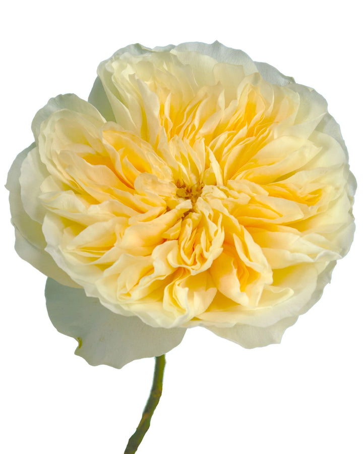 Antonia Garden Rose