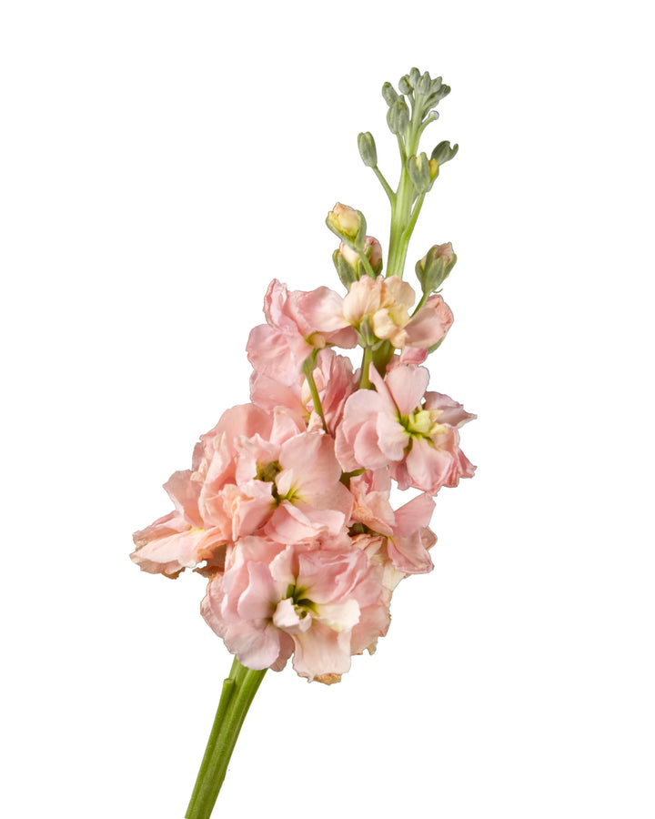 Apricot Double Stock Mother's Day