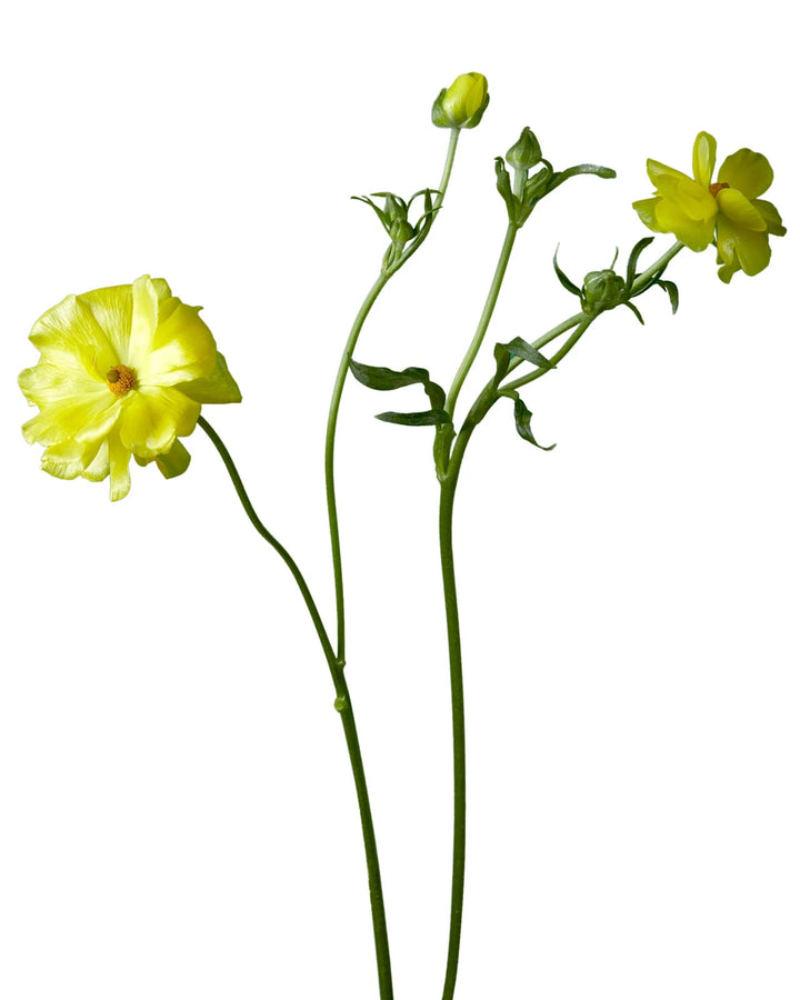 Artemis Butterfly Ranunculus