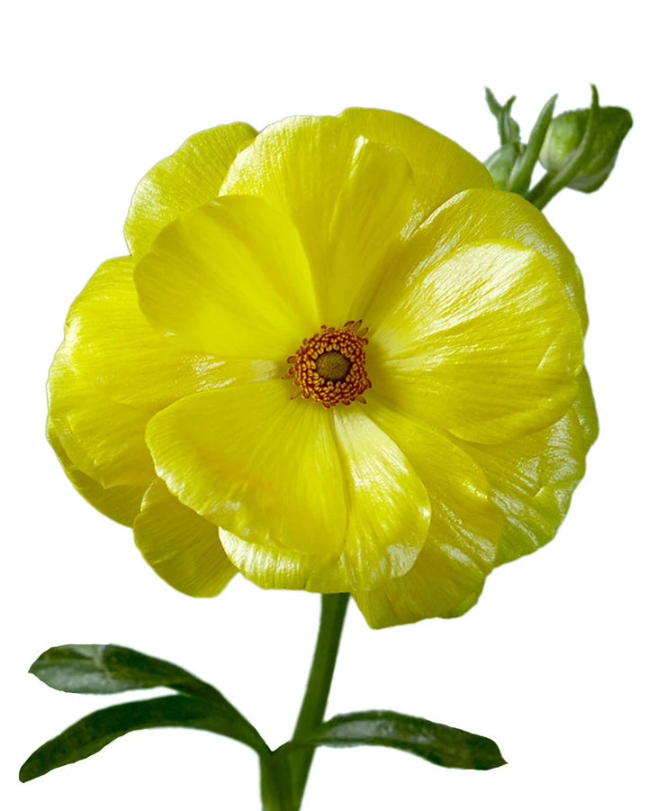 Artemis Butterfly Ranunculus