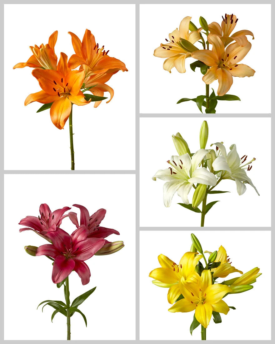 asiatic lily names Wholesale Asiatic Lily 3-5 Bloom Assorted Box #084