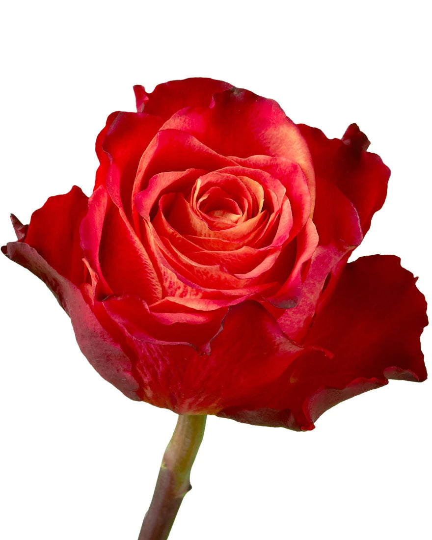 Atomic Rosit Wholesale Atomic Rose | PetalJet
