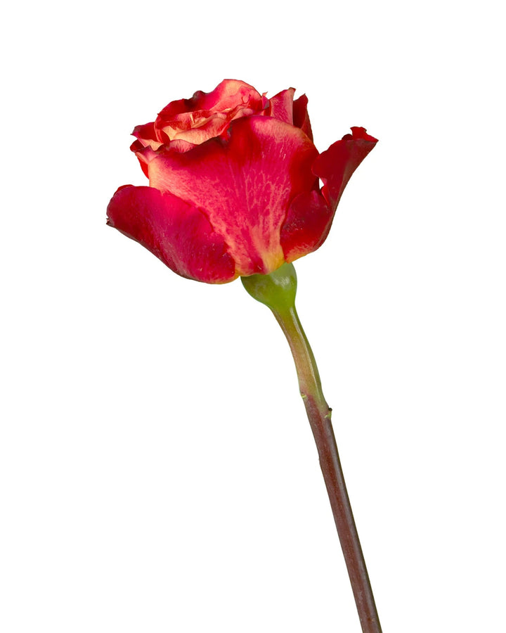 Atomic Rose