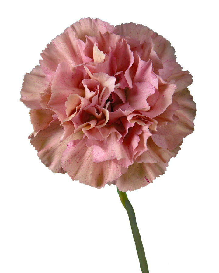Babylon Carnation