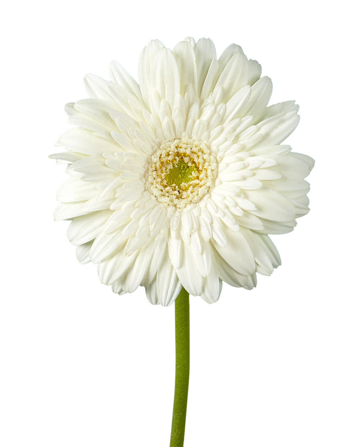 Balance Jumbo Gerbera Daisy