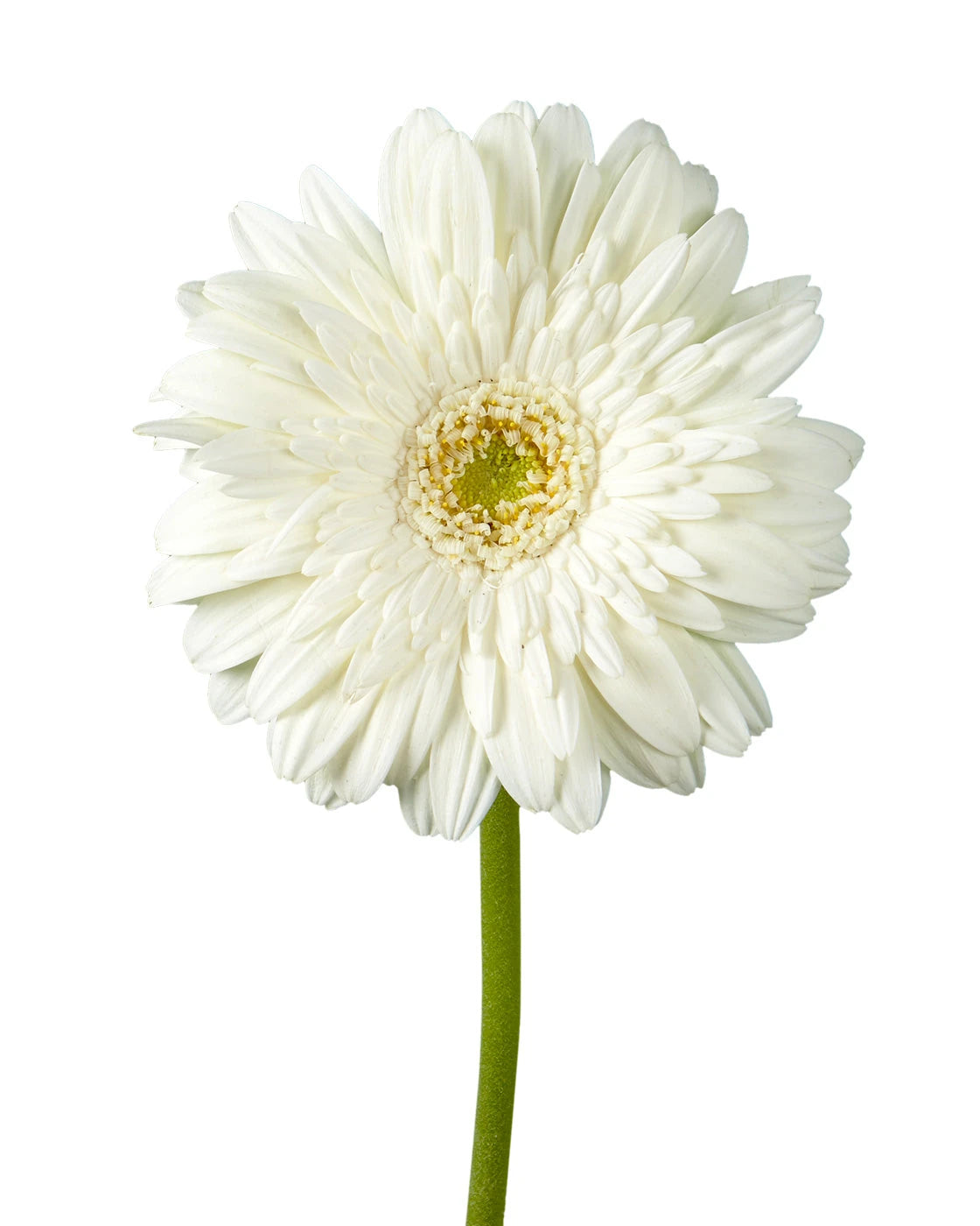 Balance Jumbo Gerbera Daisy