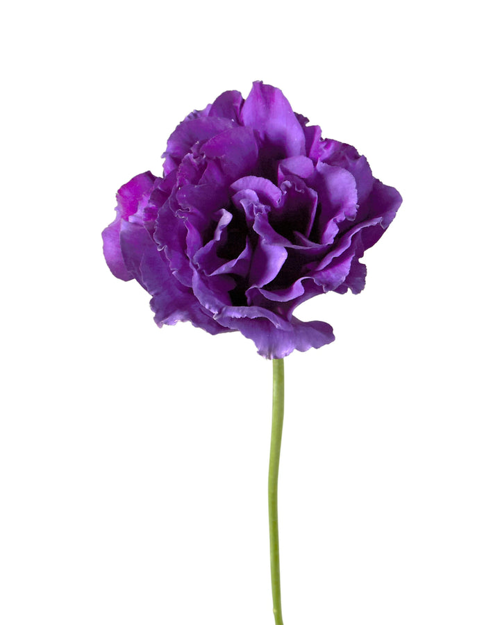 Balboa Purple Lisianthus