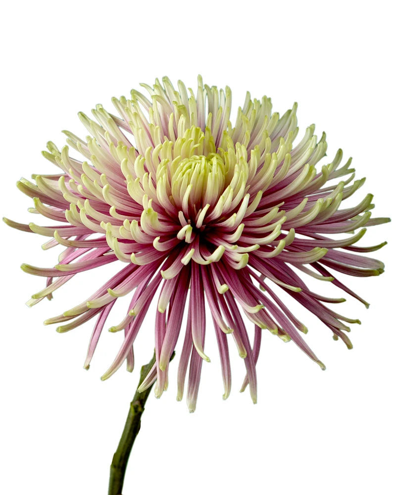 Baltazar Spider Chrysanthemum
